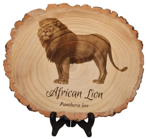 African Lion