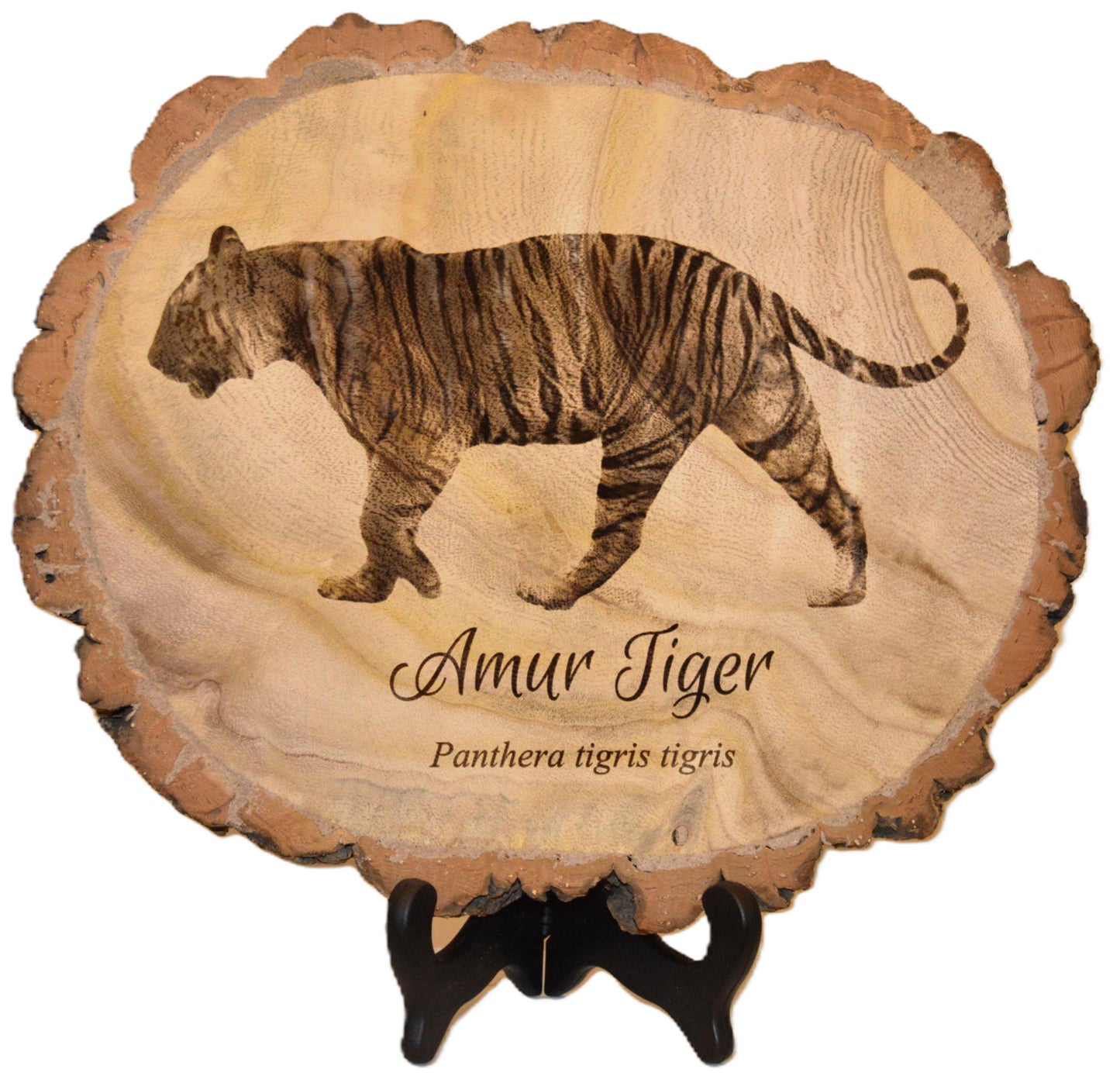 Amur Tiger