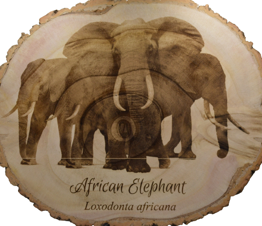 African Elephant