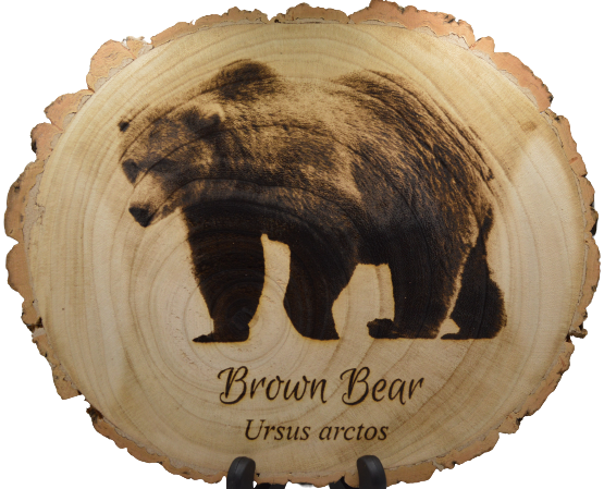 Brown Bear