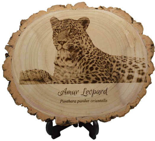 Amur Leopard