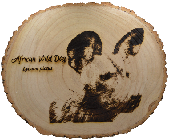 African Wild Dog