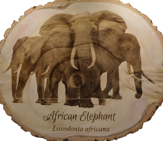 African Elephant