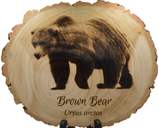Brown Bear