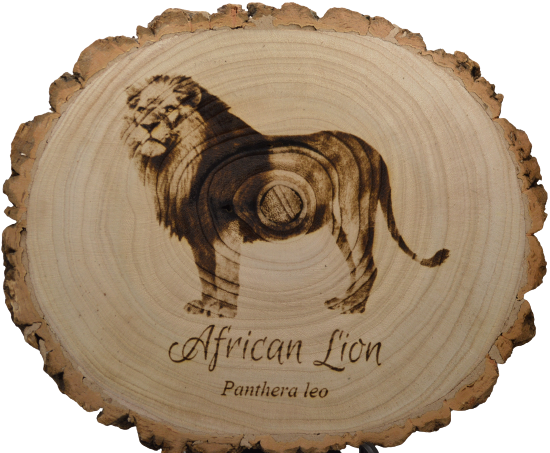 African Lion