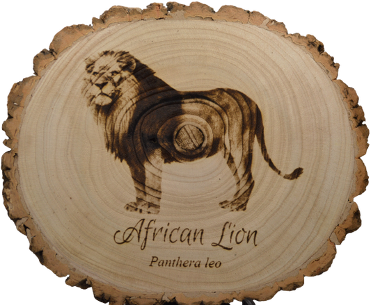 African Lion