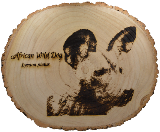 African Wild Dog