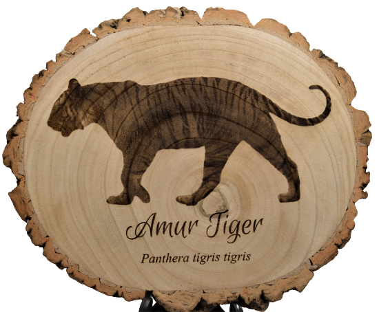 Amur Tiger